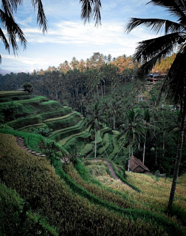 Rijstveld op Bali