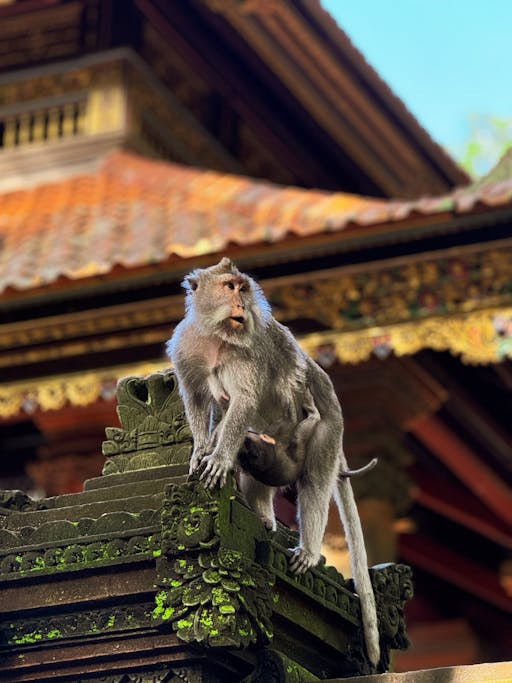 Ubud foto